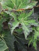 Begonia Palomar Prince