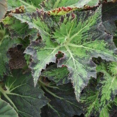 Begonia Palomar Prince