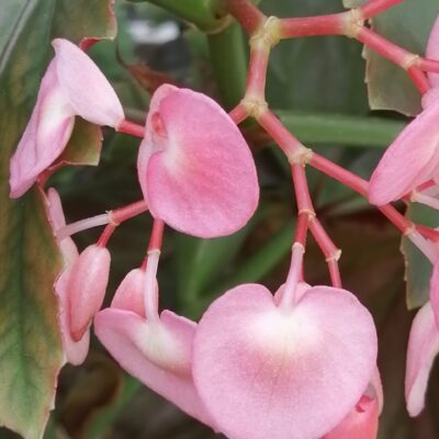 Begonia Lana