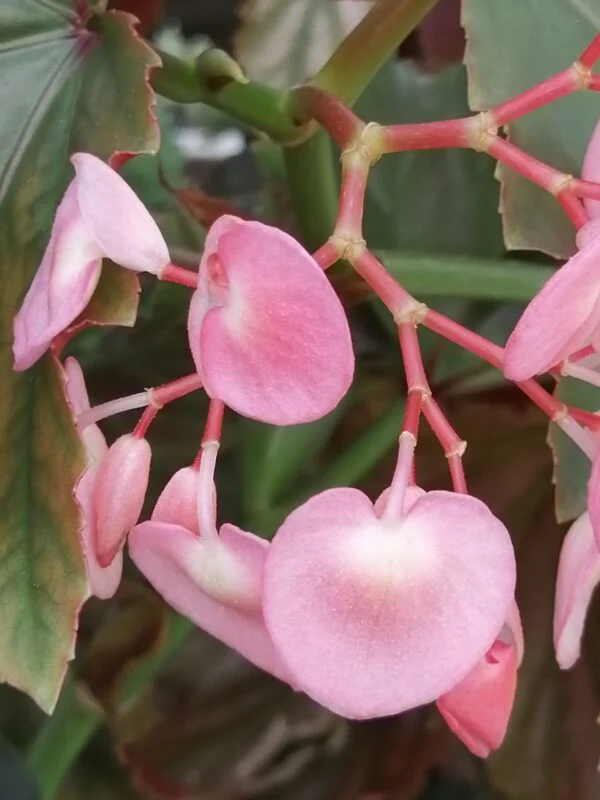 Begonia Palomar Prince, foto 4