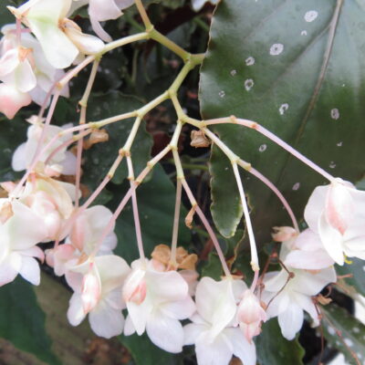 Begonia 'Papillon'