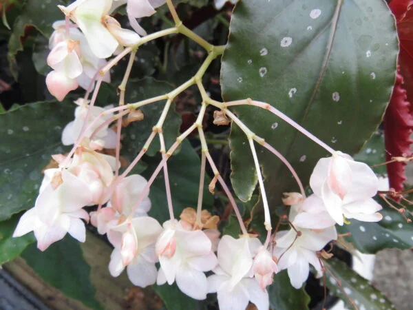 Begonia 'Papillon', pianta da interno