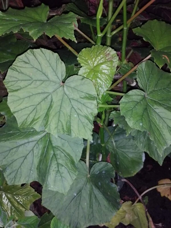 Begonia paranaensis, foto 2