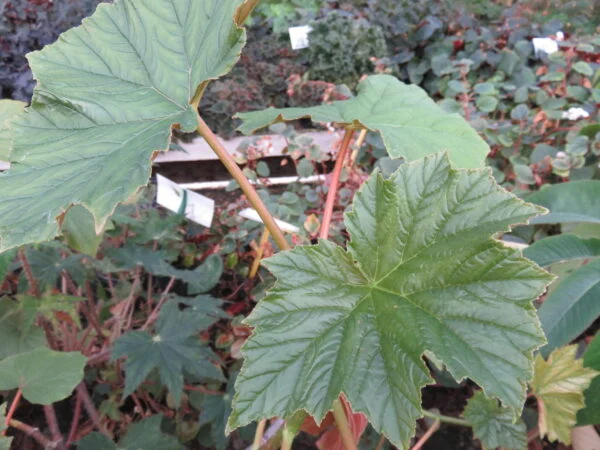 Begonia paranaensis, pianta da interno
