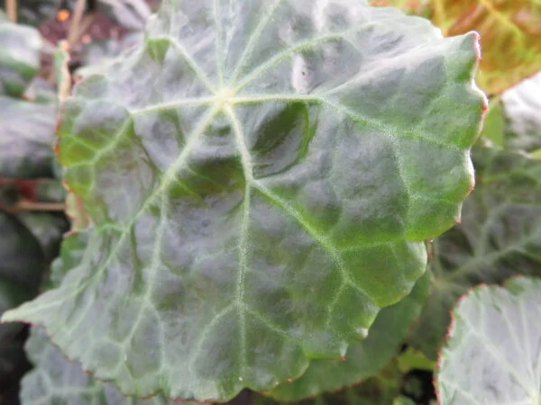 Begonia paulensis, pianta da interno
