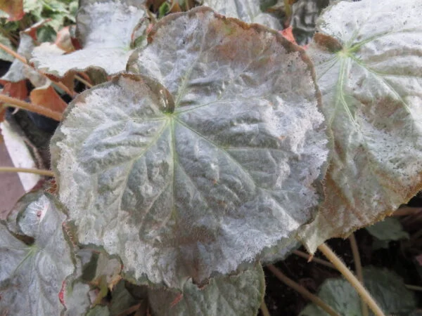 Begonia Pearlii, foto 3