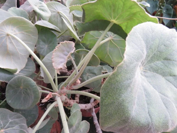 Begonia peltata, pianta da interno