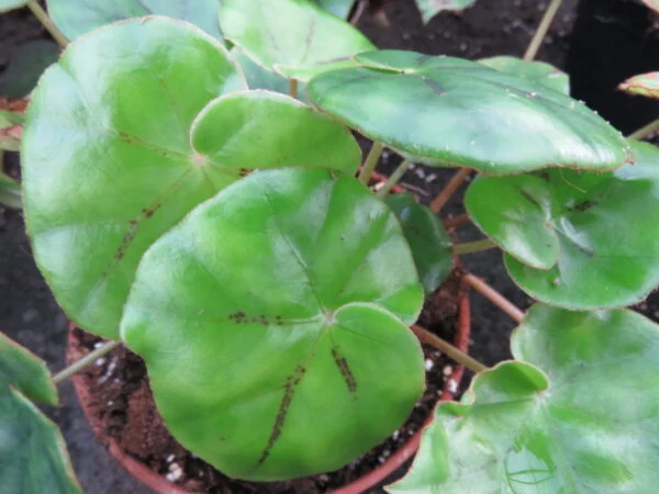 Begonia pinetorum, pianta da interno