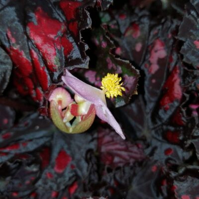 Begonia rex 'Etna'