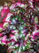 Begonia Ballroom dance