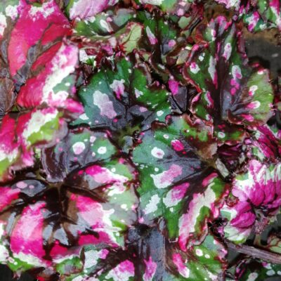 Begonia Ballroom dance