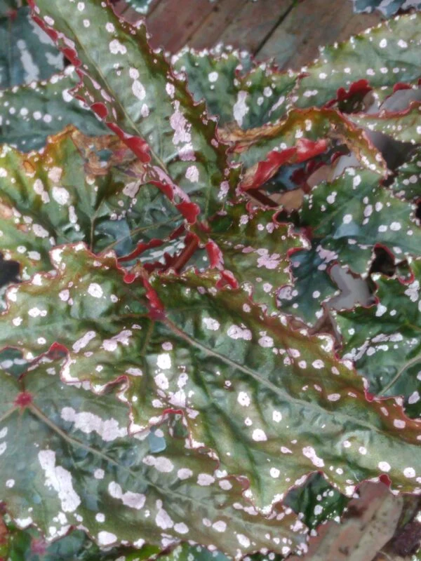 Begonia 'Pink Parade', foto 3