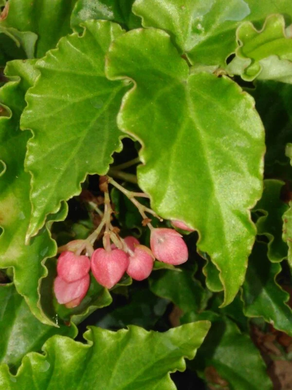 Begonia Tiny Gem, pianta da interno