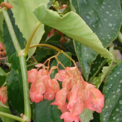 Begonia 'Pink Parade'