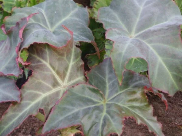 Begonia kenworthyae, pianta da interno