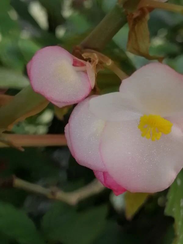 Begonia platanifolia, foto 2