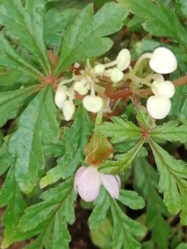 Begonia pollioensis, foto 4