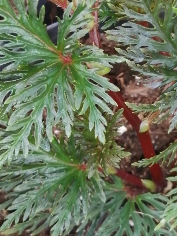 Begonia pollioensis, foto 3