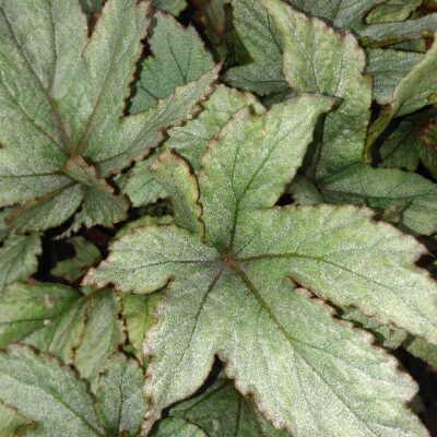 Begonia 'Pollux'