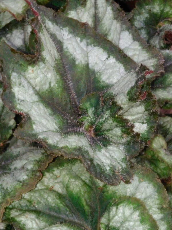 Begonia Princess of Hanover, foto 5