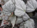 Begonia Queen Olympus