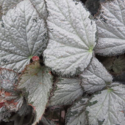 Begonia Queen Olympus