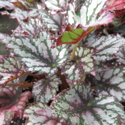 Begonia 'Radiant'