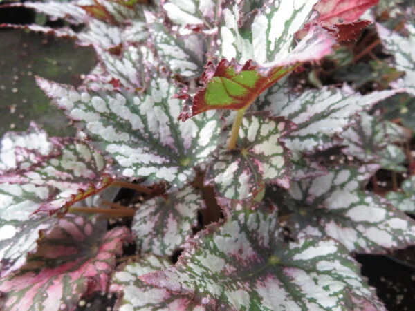Begonia 'Radiant', pianta da interno