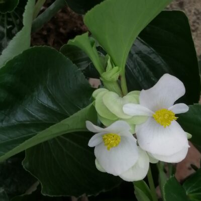 Begonia radicans
