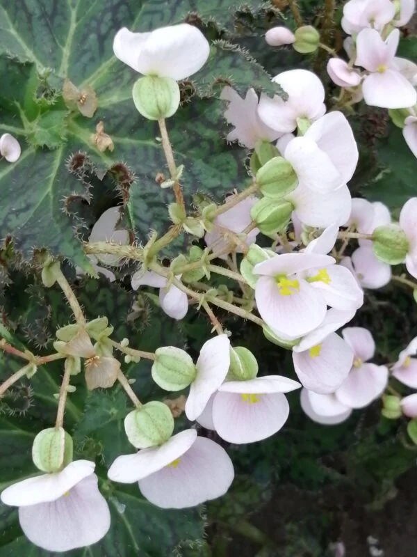 Begonia 'Rara avis', foto 2