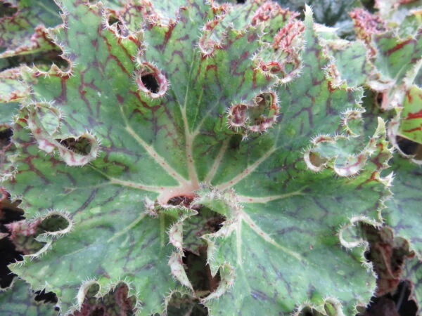 Begonia 'Rara avis', pianta da interno