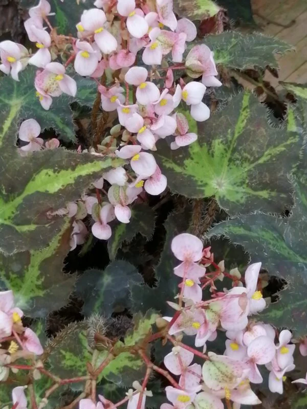 Begonia Rayon Vert, pianta da interno