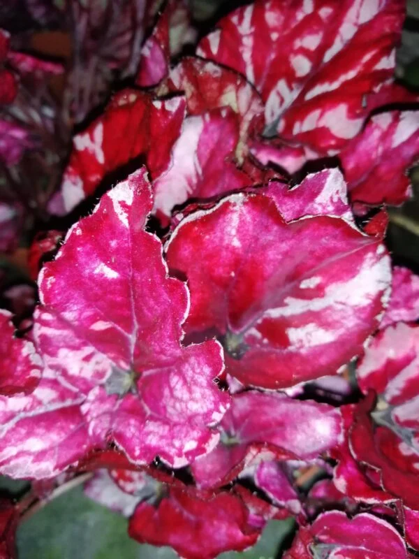 Begonia Red Bull, foto 2