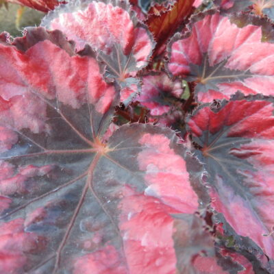 Begonia 'Red Robin'