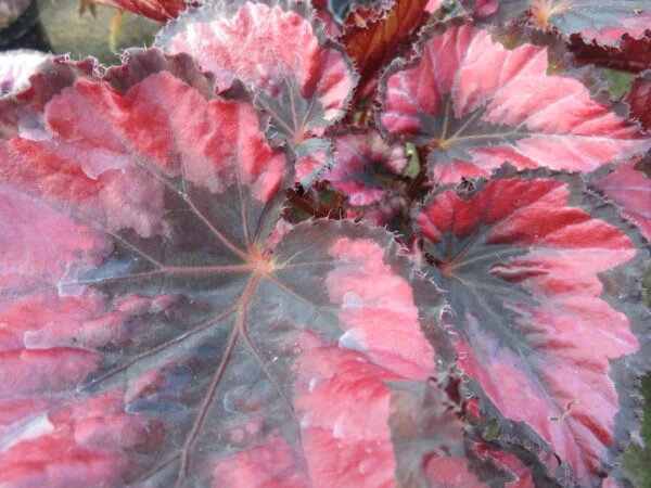 Begonia 'Red Robin', pianta da interno