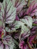 Begonia 'Hach Mc Laehlan'