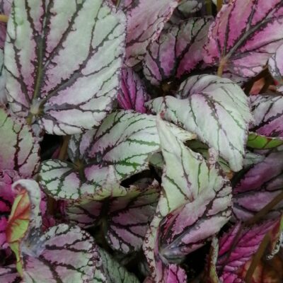 Begonia 'Hach Mc Laehlan'