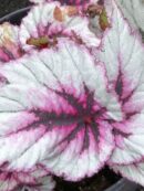 Begonia 'Evening Glow'