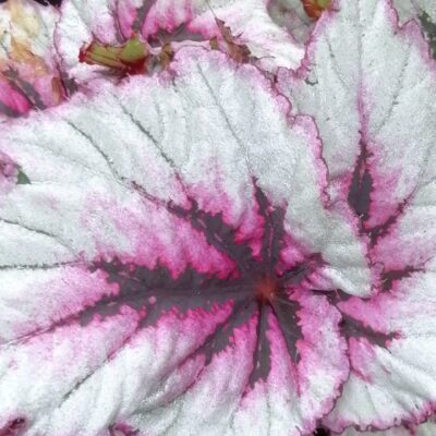 Begonia 'Evening Glow'