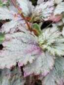 Begonia 'Midnight Twister'