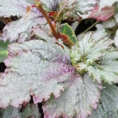 Begonia 'Midnight Twister'