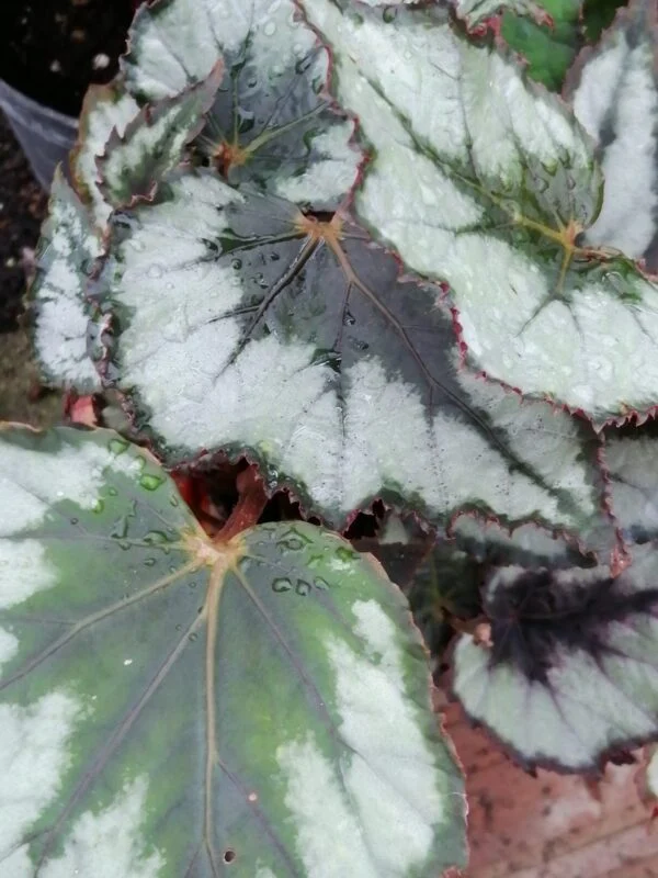 Begonia Regal Minuet, foto 17