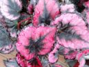 Begonia Regal Minuet