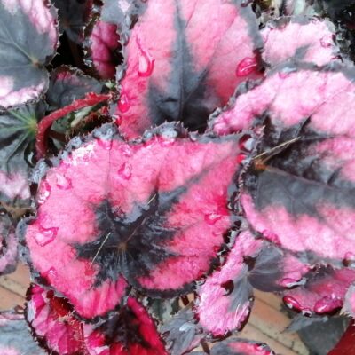 Begonia Regal Minuet