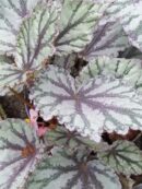 Begonia 'Brilliance'