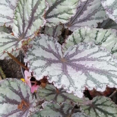 Begonia 'Brilliance'