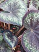 Begonia 'Black Knight'