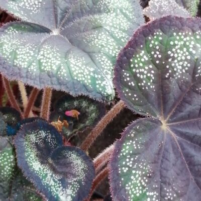 Begonia 'Black Knight'