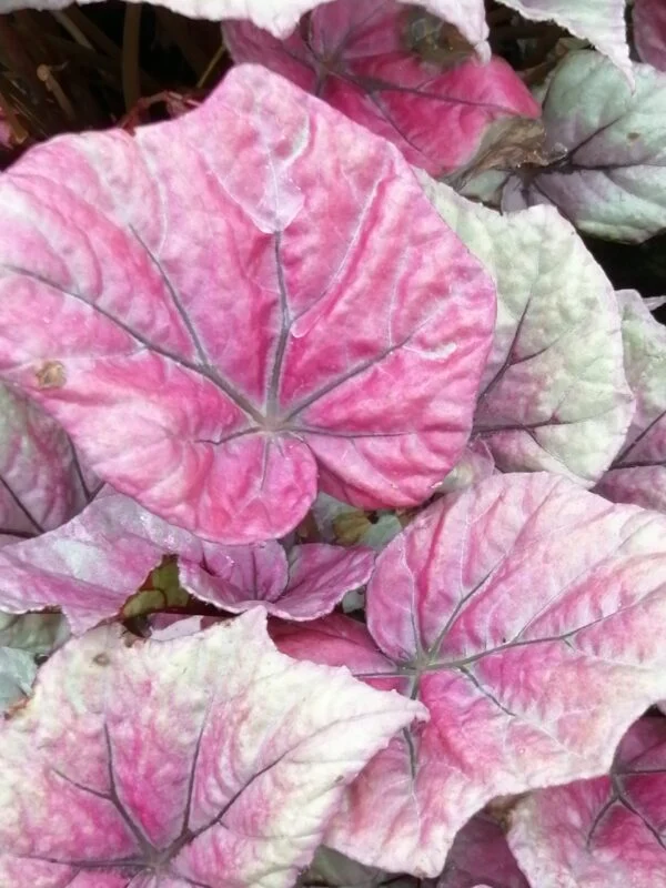 Begonia Regal Minuet, foto 7