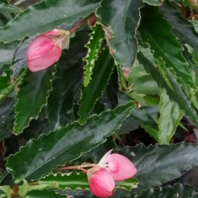 Begonia 'Soralia'